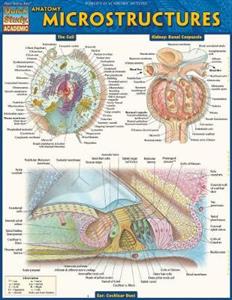 Anatomy: Microstructures