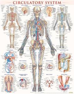 Circulatory System