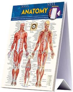 Anatomy Easel - Click Image to Close