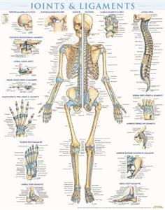 Joints amp; Ligaments - Laminated