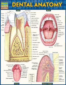 Dental Anatomy - Click Image to Close