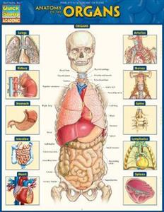 Anatomy of the Organs: QuickStudy Laminated Reference Guide