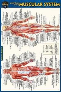 Anatomy of the Muscular System (Pocket-Sized Edition - 4x6 Inches) 2/e