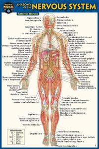 Anatomy of the Nervous System (Pocket-Sized Edition -4x6 Inches) 2/e