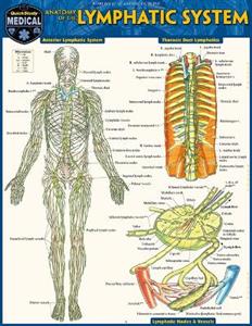 Anatomy of the Lymphatic System: A Quickstudy Laminated Reference Guide