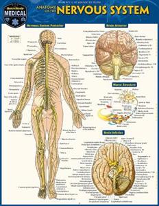 Anatomy of the Nervous System: A Quickstudy Laminated Reference Guide