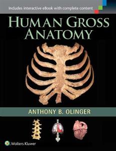 Human Gross Anatomy - Click Image to Close
