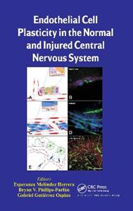 Endothelial Cell Plasticity in the Normal and Injured Central Nervous System - Click Image to Close