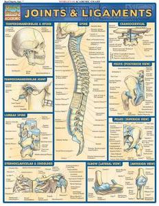 Joints amp; Ligaments
