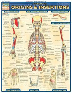 Muscular Origins amp; Insertions