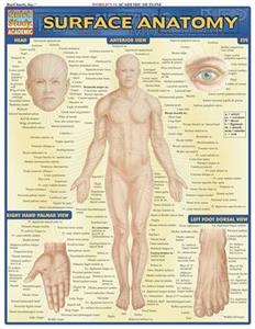 Surface Anatomy