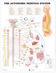 Autonomic Nervous System Anatomical Chart, The