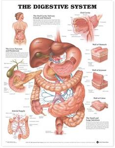 Digestive System Anatomical Chart, The