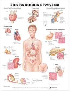 Endocrine System Anatomical Chart, The