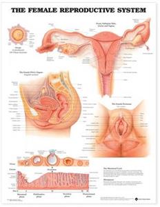 Female Reproductive System Anatomical Chart, The