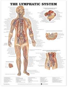 Lymphatic System Anatomical Chart paper, The