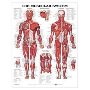 Muscular System Anatomical Chart, The (Paper)