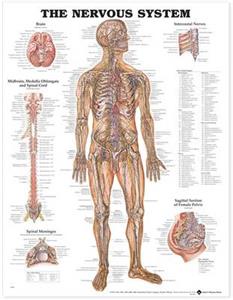 Nervous System Anatomical Chart paper, The
