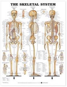 Skeletal System Anatomical Chart, The