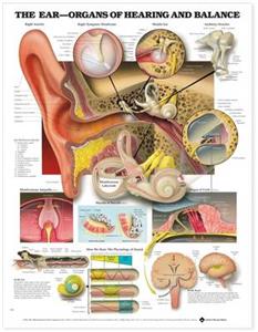 Ear, The: Organs of Hearing and Balance Anatomical Chart