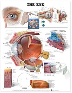 Eye Anatomical Chart, The