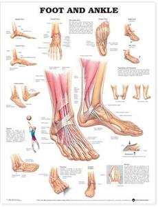 Foot and Ankle Anatomical Chart