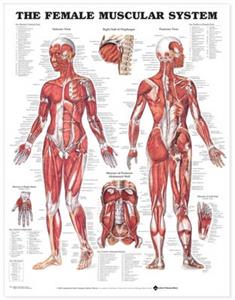 Female Muscular System Anatomical Chart, The