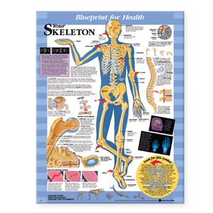 Blueprint for Health Your Skeleton Chart - Click Image to Close