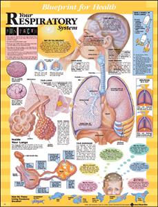 Blueprint for Health Your Respiratory System Chart - Click Image to Close