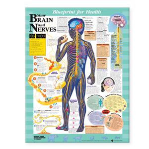 Blueprint for Health Your Brain and Nerves Chart - Click Image to Close
