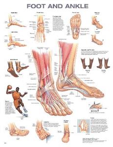 Foot and Ankle Anatomical Chart - Click Image to Close