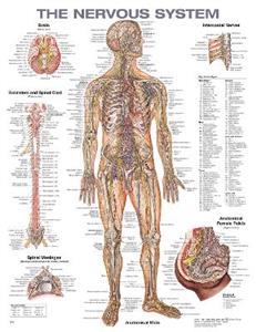 The Nervous System Anatomical Chart - Click Image to Close