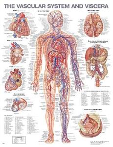 The Vascular System and Viscera Anatomical Chart