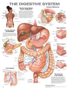 The Digestive System Anatomical Chart - Click Image to Close