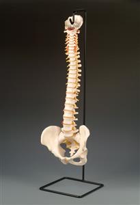 Vertebral Columns with Pelvis