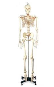 Numbered Budget Bucky Skeleton - Click Image to Close