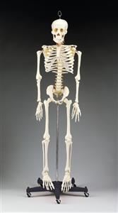 Budget Bart Four-Foot Skeleton