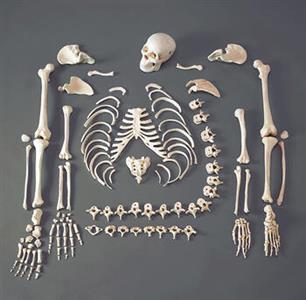 Full Disarticulated Budget Skeleton With Skull