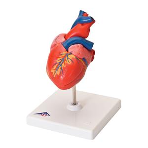 Basic Heart Model