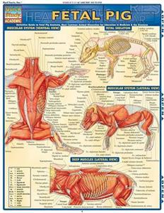  Fetal Pig