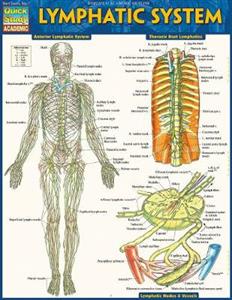  Lymphatic System