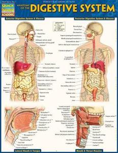 Anatomy of the Digestive System: QuickStudy Laminated Reference Guide