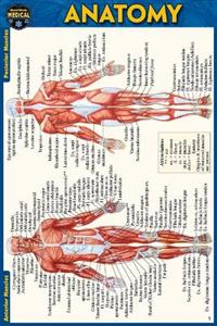  Anatomy Pocket-Sized Reference Guide (4x6 Inches) 2/e