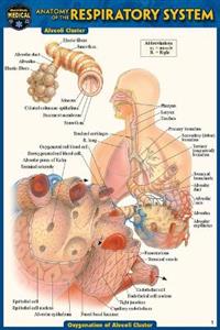  Anatomy of the Respiratory System (Pocket-Sized Edition - 4x6 Inches) 2/e