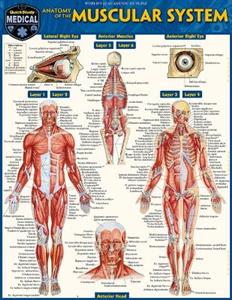 Anatomy of the Muscular System: A Quickstudy Laminated Reference Guide