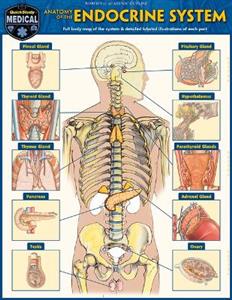 Anatomy of the Endocrine System: A Quickstudy Laminated Reference Guide