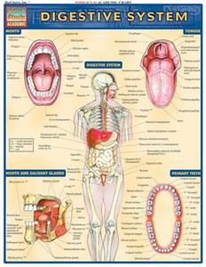 Digestive System