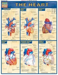  The Heart