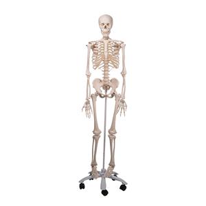 Mr. Plain Skeleton