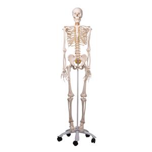 Mr. Flexible Skeleton